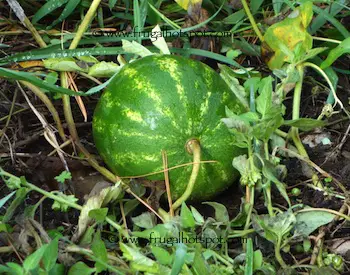 Organic Watermelon